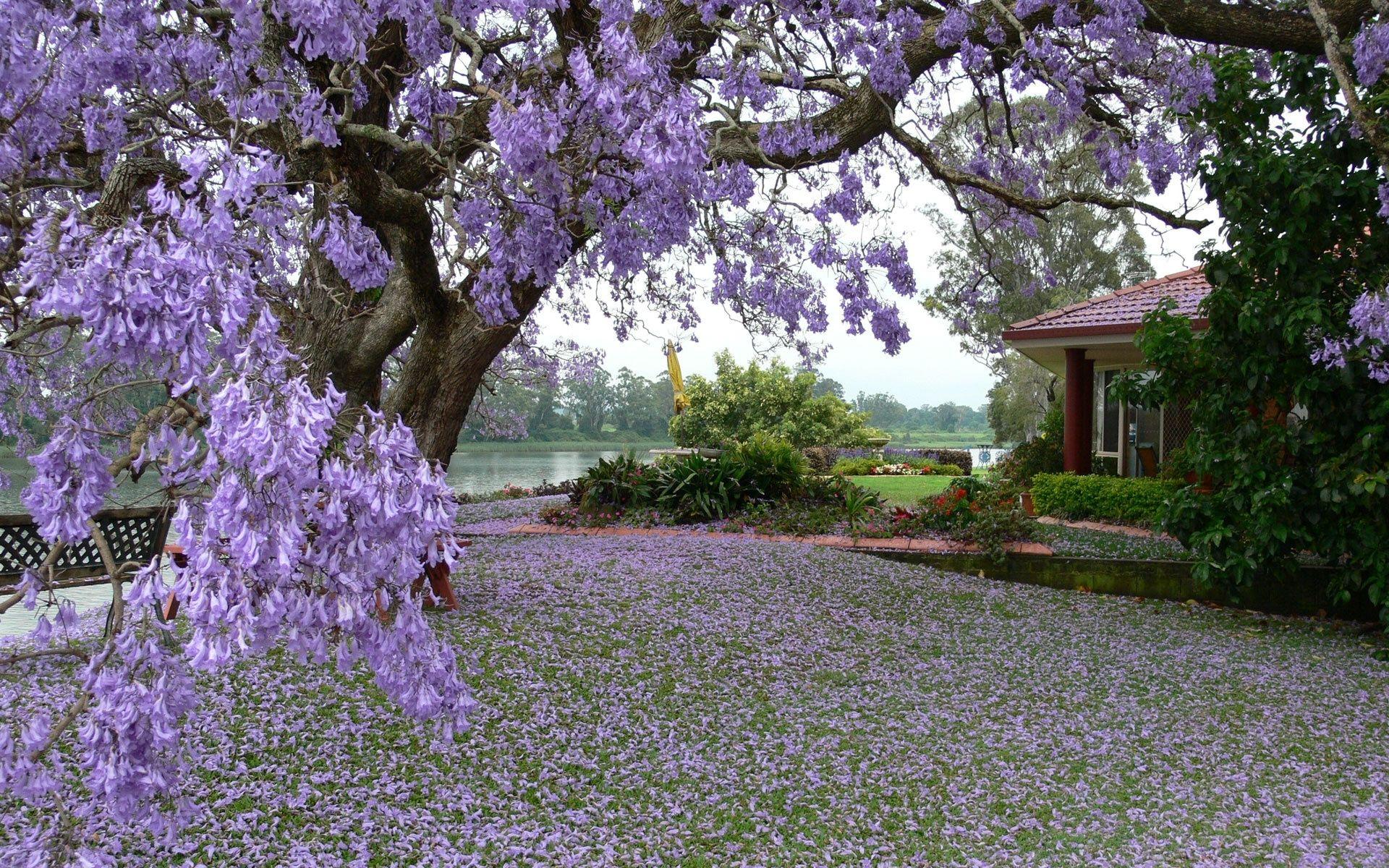 1920x1200 HD Spring Wallpaper, Background, Image. Design
