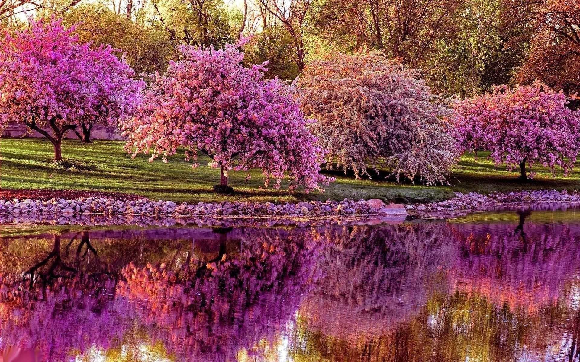 1920x1200 Springtime Picture Wallpaper