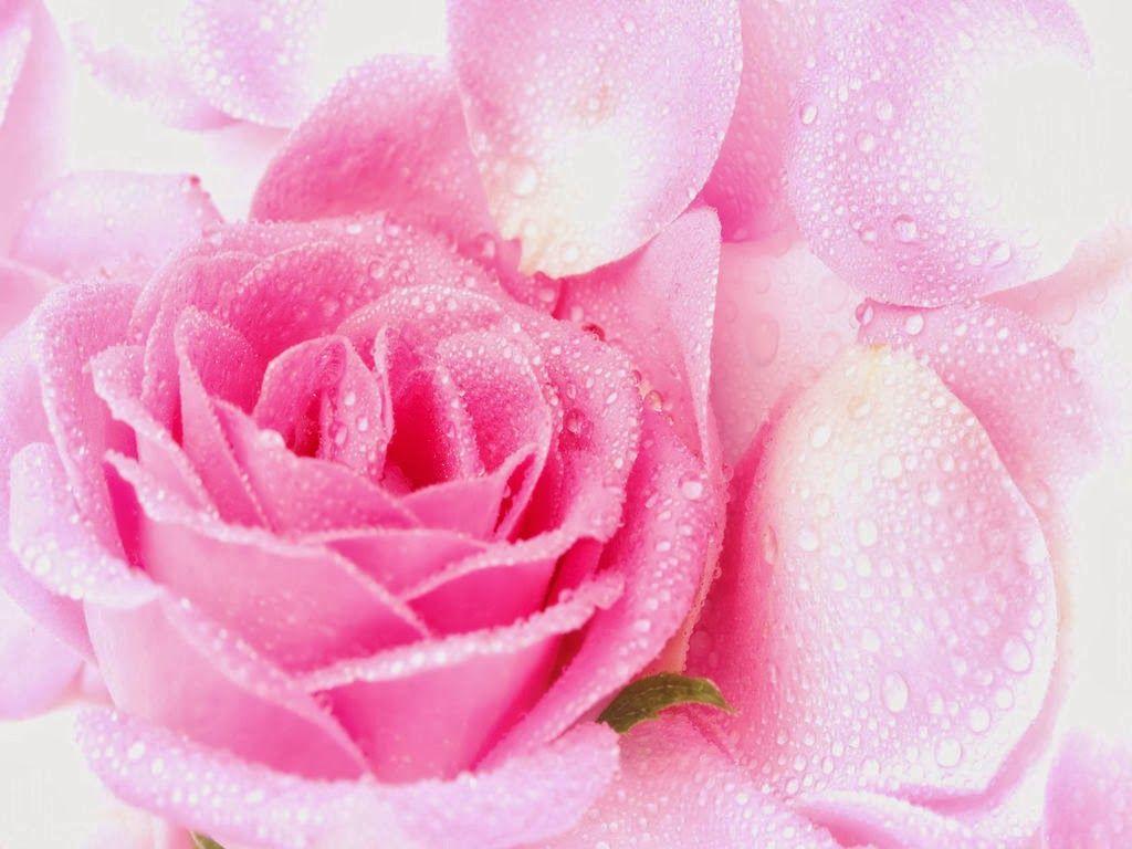 1024x768 Beautiful Pink Rose Wallpaper, Picture
