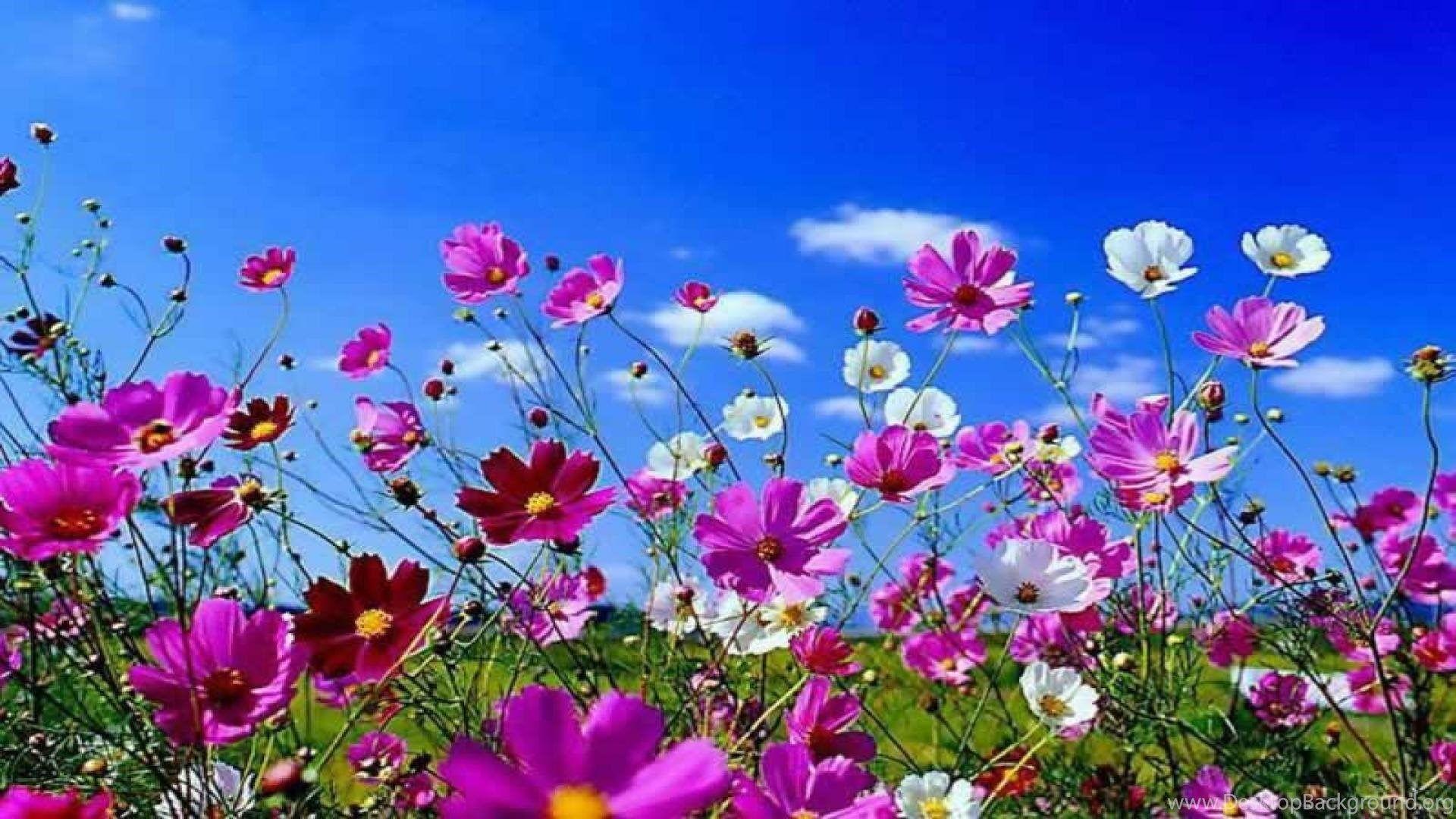 1920x1080 Spring Flowers Wallpaper HD Wallpaper Pretty Desktop