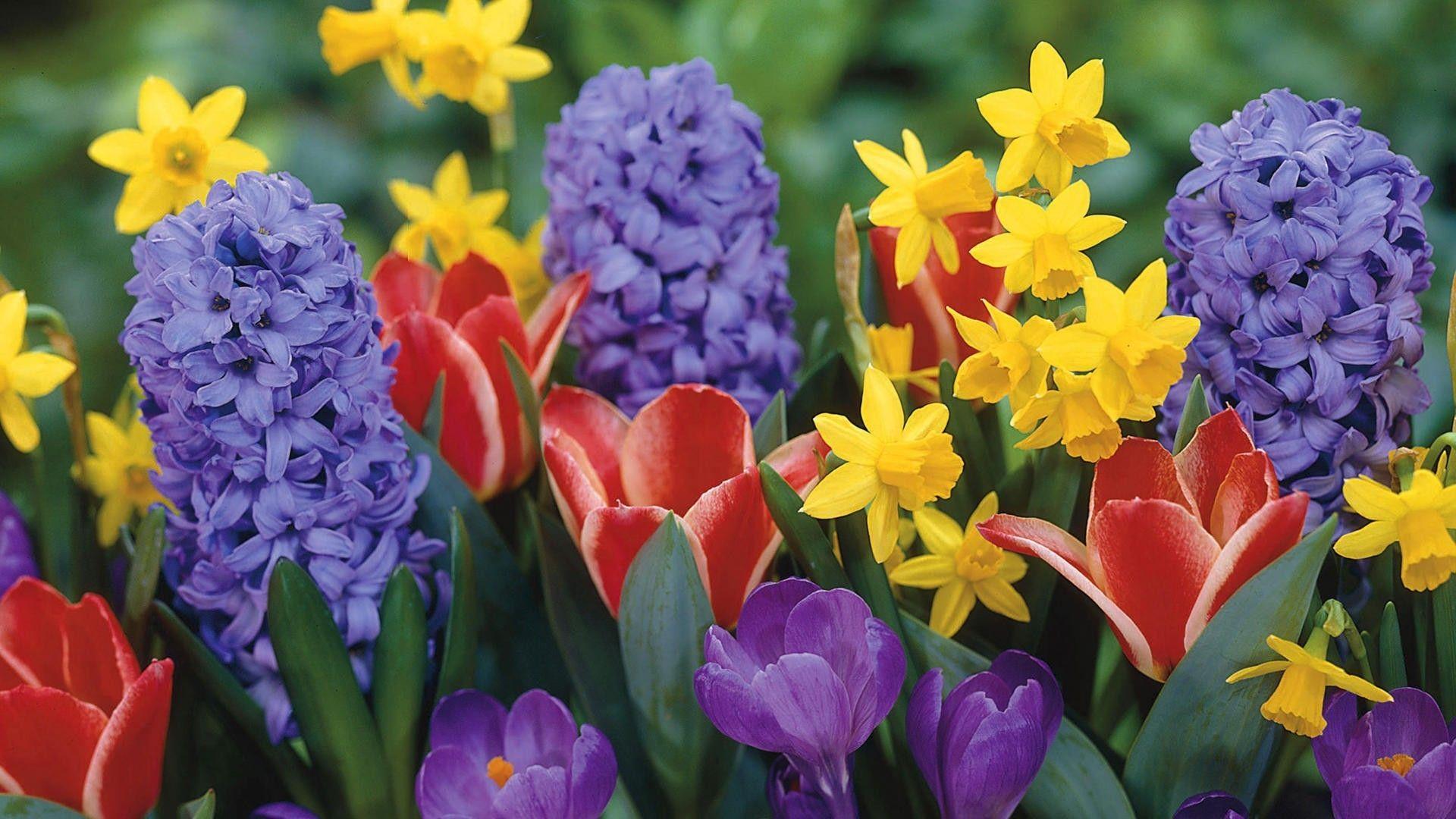 1920x1080 Gsquare Wallpaper Beautiful Flowers HD Media Quality Spring