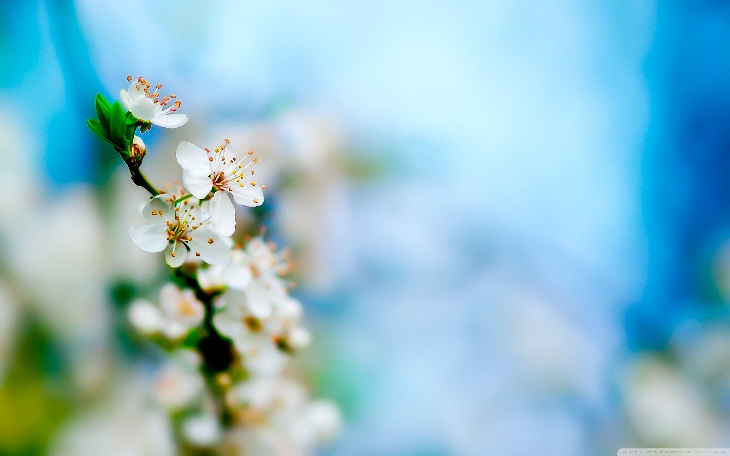 2560x1600 Early Spring Wallpaper