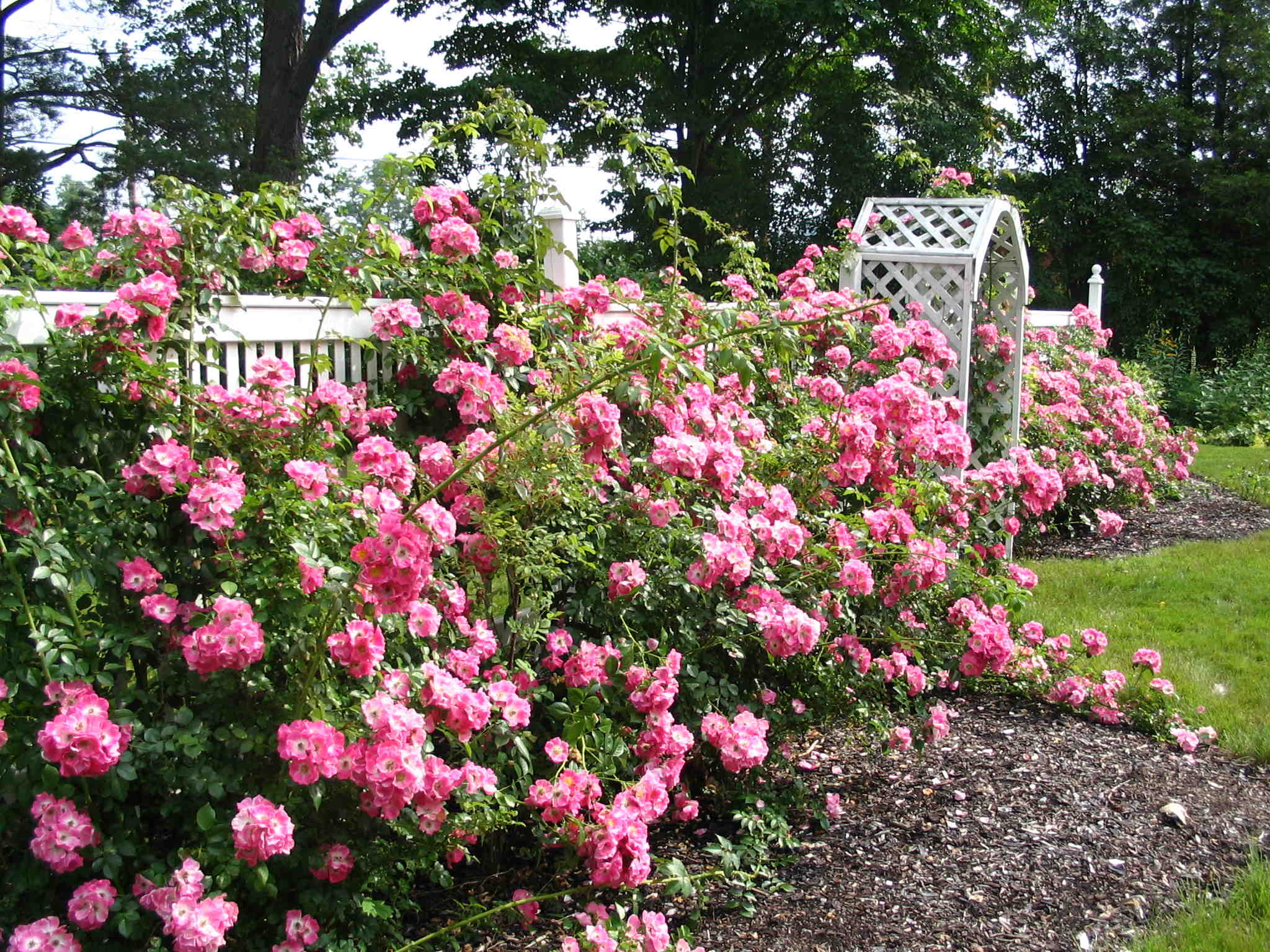 2048x1536 Rose Garden Wallpaper HD Tumblr For Walls For Mobile