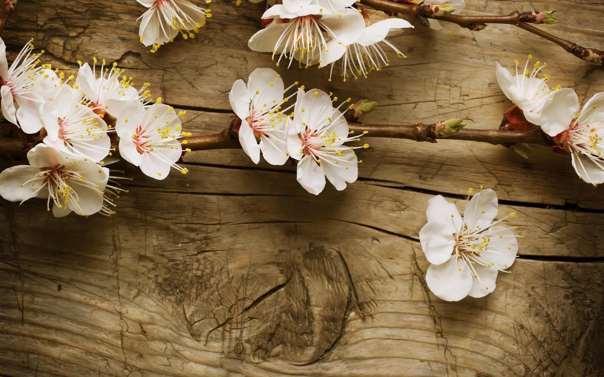 1920x1200 HD Spring Wallpaper for Desktop