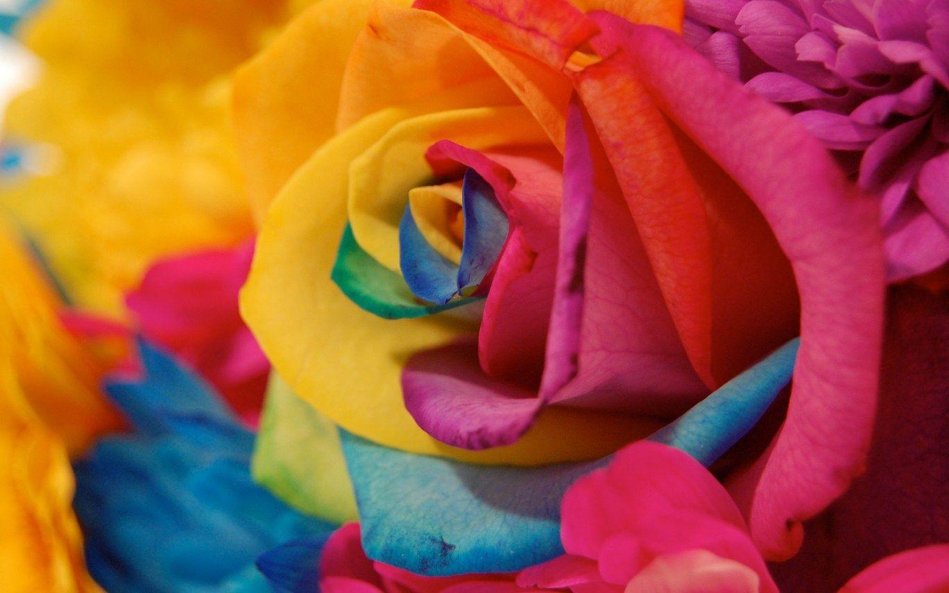 1600x1064 Rainbow Flower Wallpaper Desktop