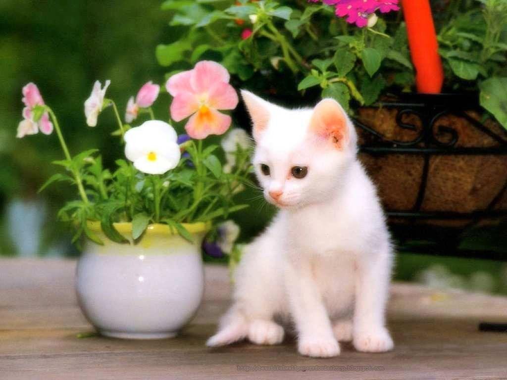 1024x768 Animal wallpaper free download Gallery
