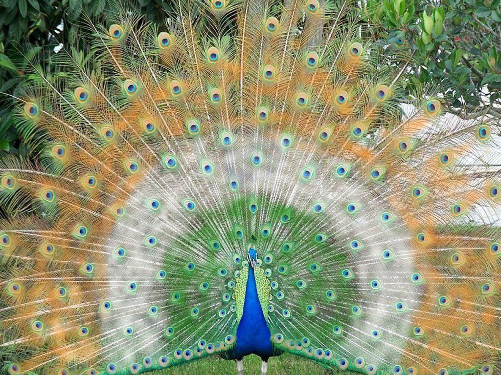1024x768 Download Beautiful Animals Wallpaper Free Download 59