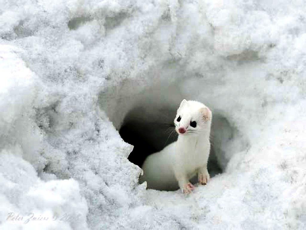 1024x768 Animals Wallpaper