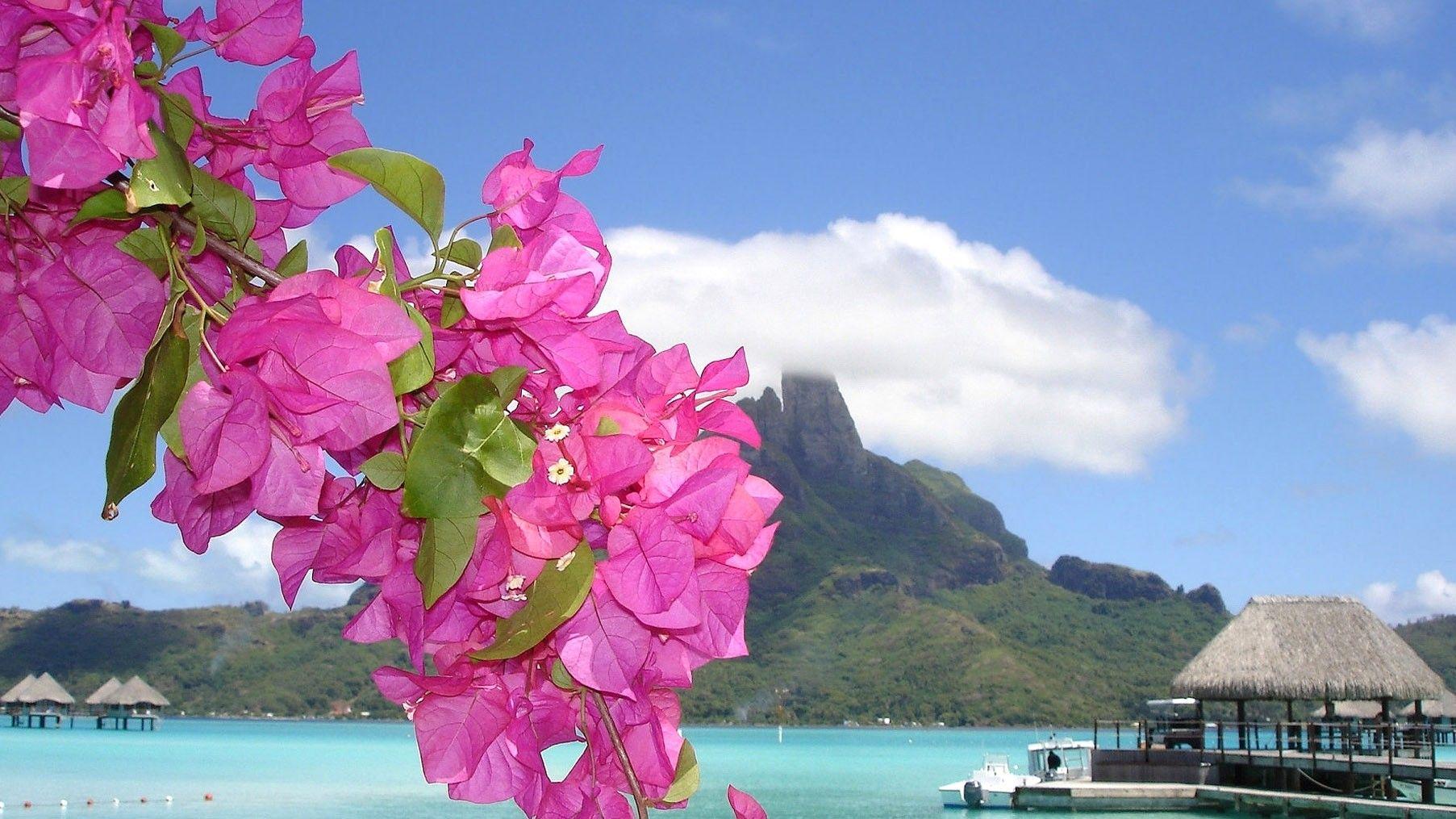 Ocean Flowers Wallpapers Top Free Ocean Flowers Backgrounds