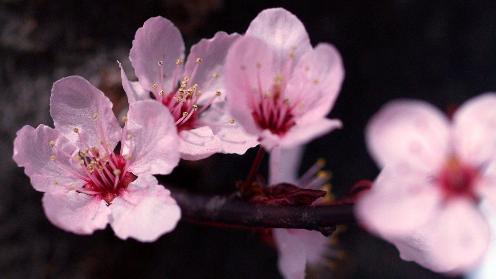 1600x900 Ocean Flowers