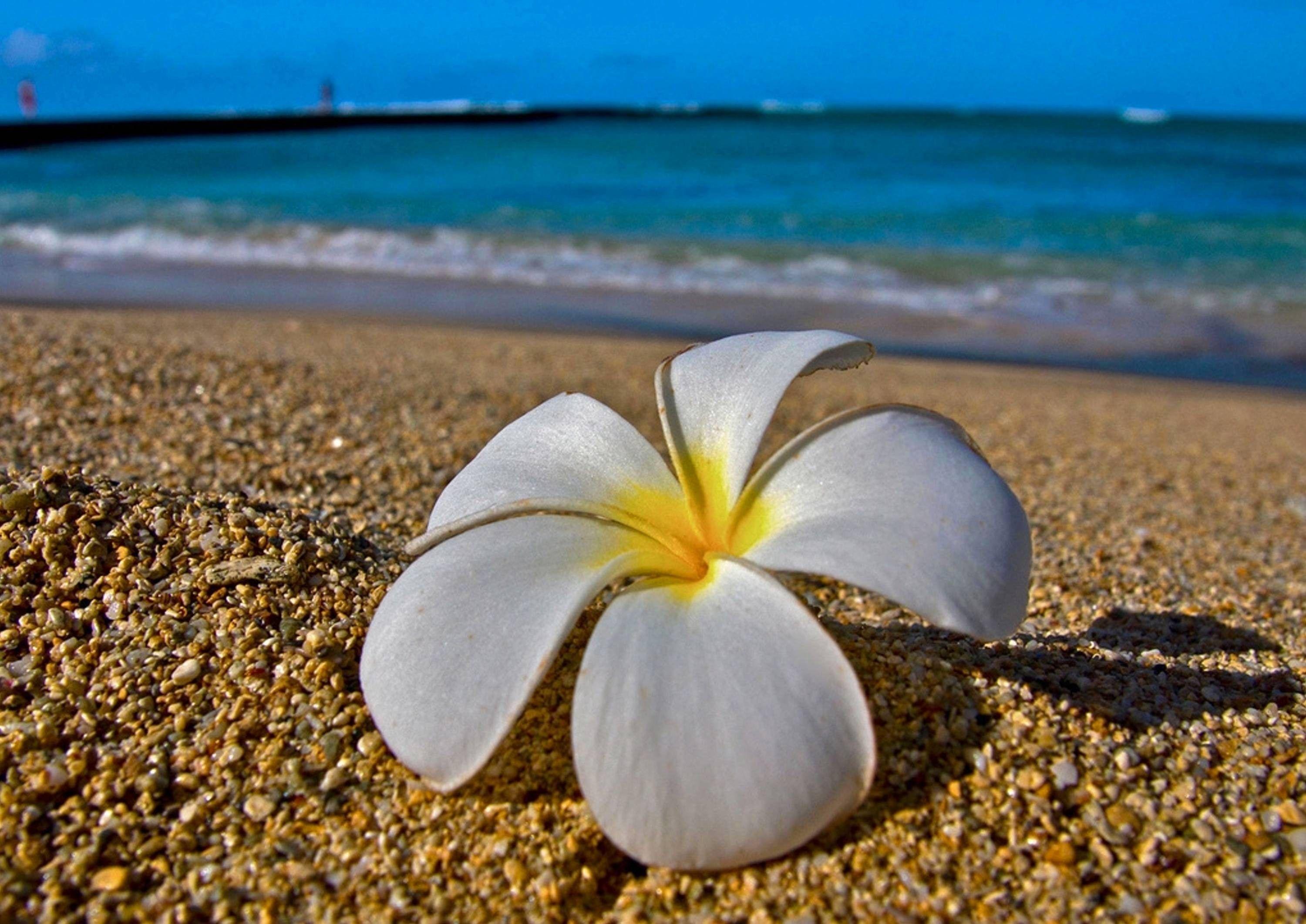 Ocean Flowers Wallpapers Top Free Ocean Flowers Backgrounds Wallpaperaccess