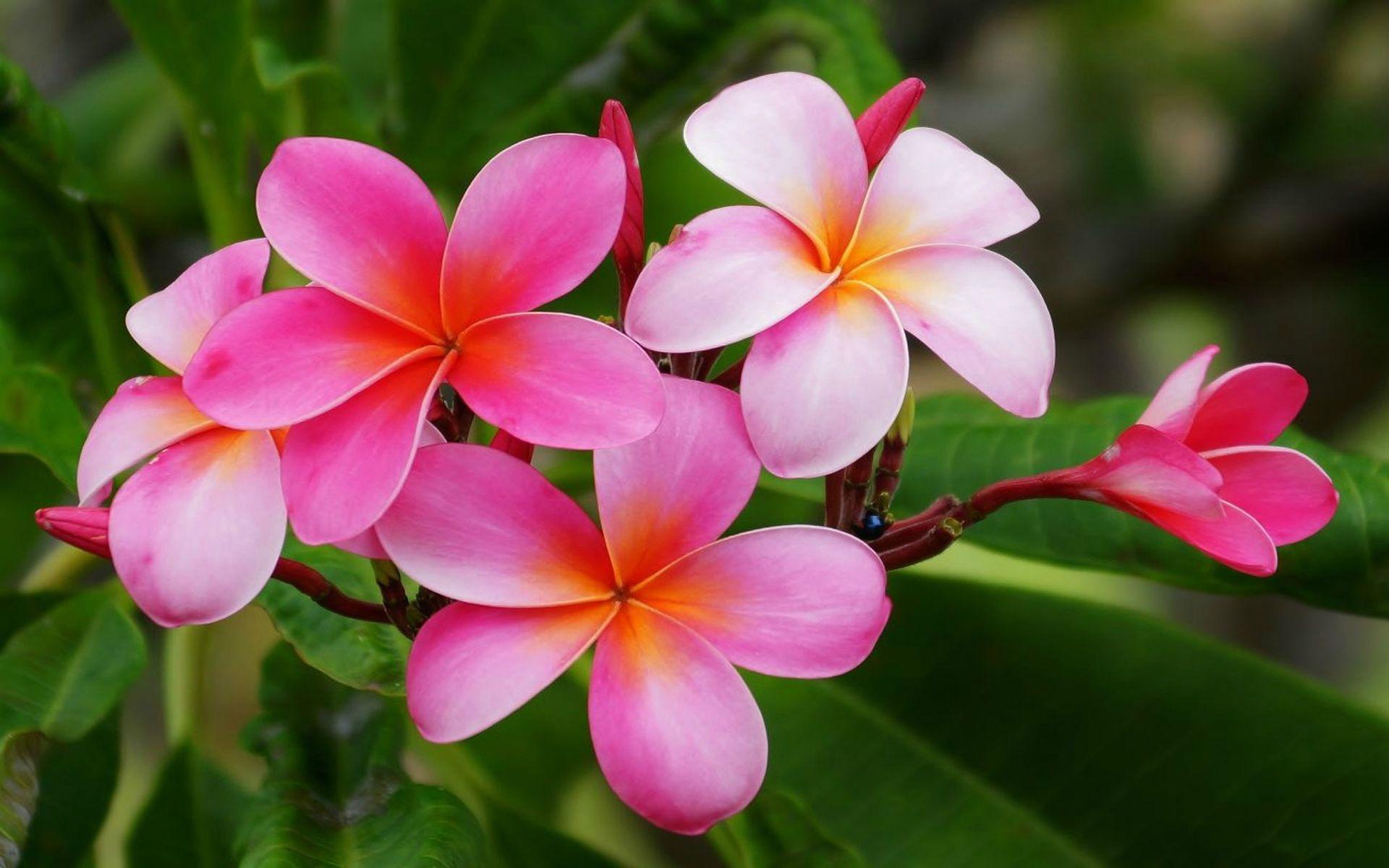 Hawaiian Flowers Wallpapers - Top Free Hawaiian Flowers Backgrounds ...