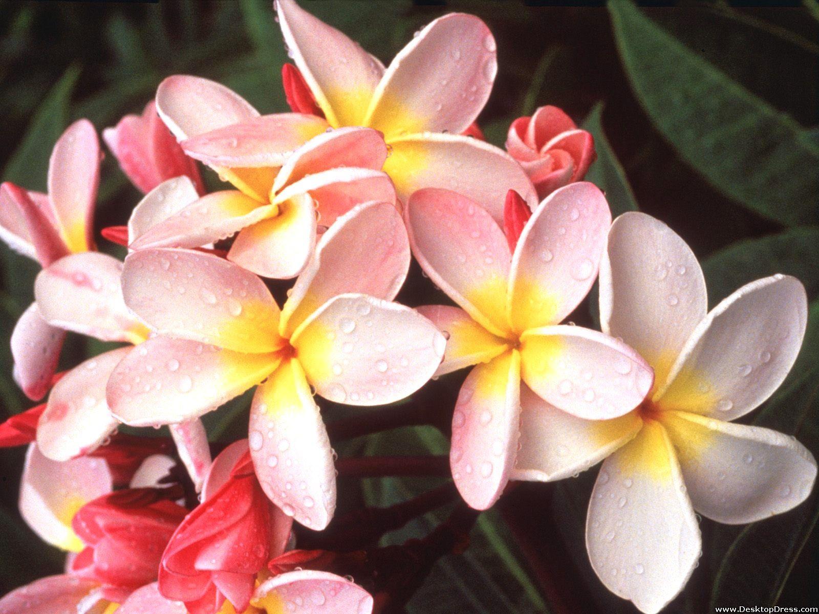 1600x1200 Desktop Wallpaper Flowers Background Hawaiian Plumeria