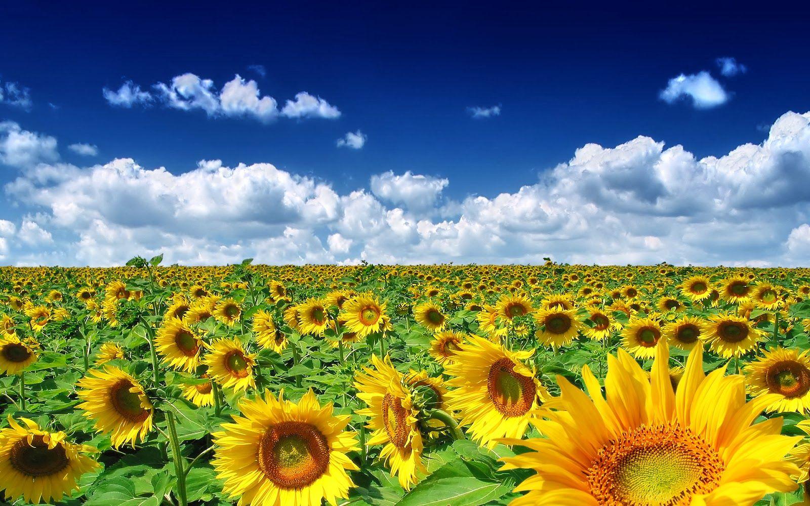1600x1000 Summer Flowers Wallpaper Beautiful Desktop Wallpaper 2014