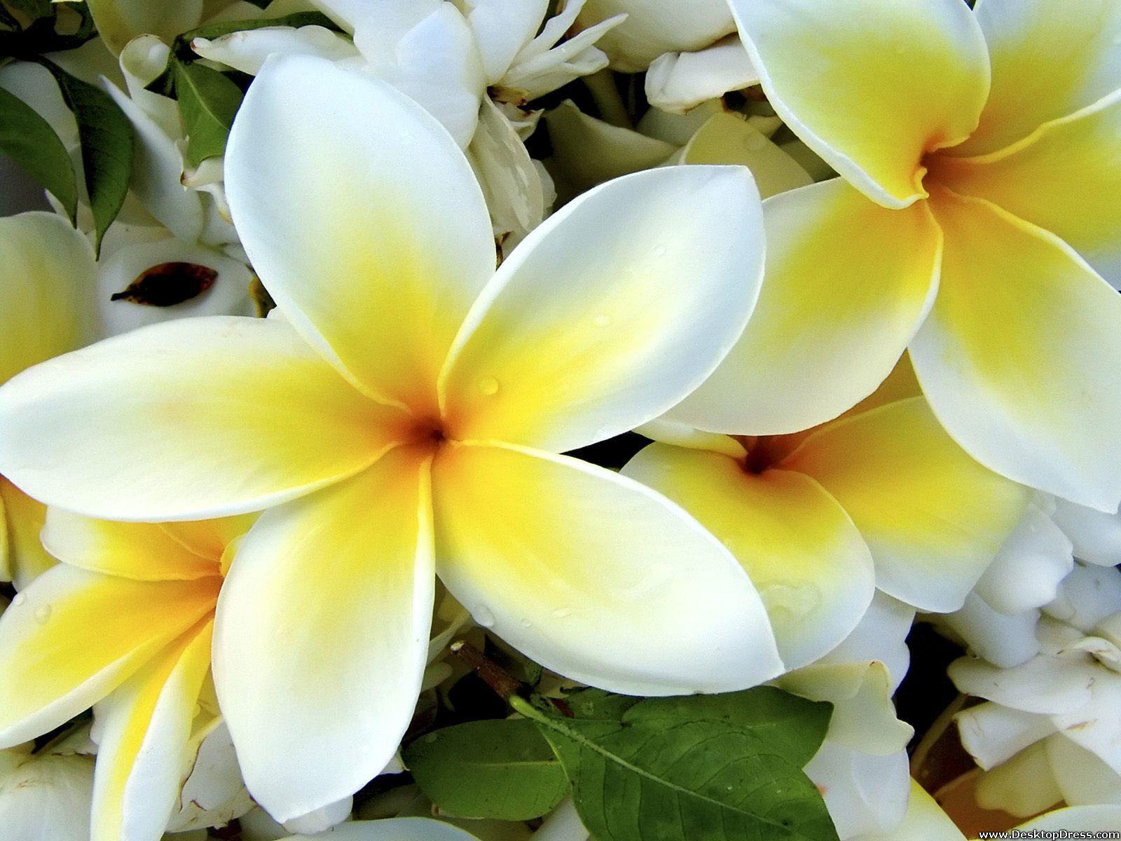 1600x1200 Desktop Wallpaper Flowers Background Tropical Plumeria