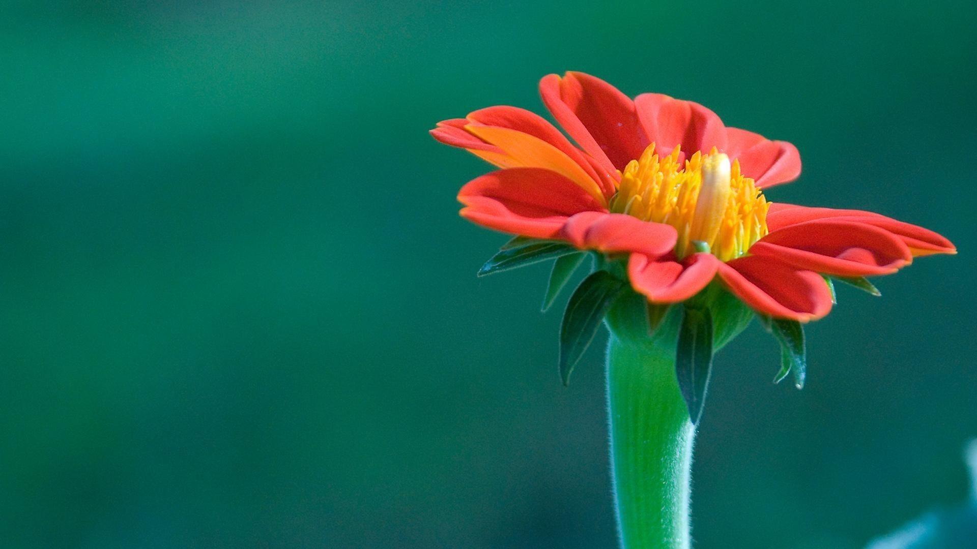 1920x1080 Exotic Flowers Wallpaper