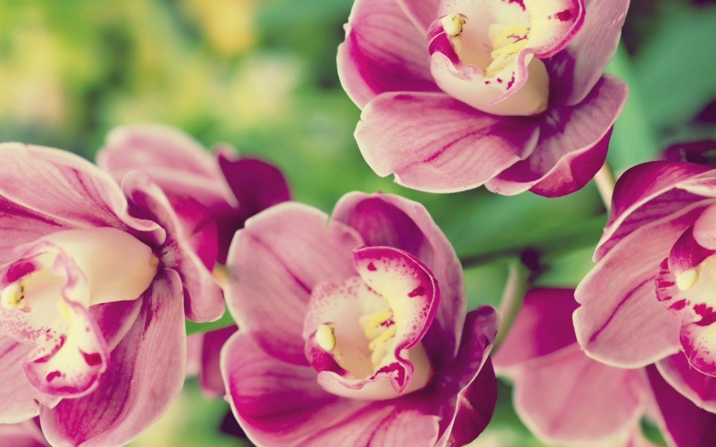 1440x900 Get Tropical Flowers Desktop Wallpaper Nature flowers