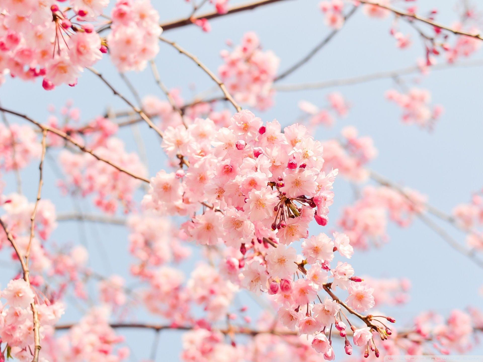 Beautiful Spring Desktop Wallpapers - Top Free Beautiful Spring Desktop ...
