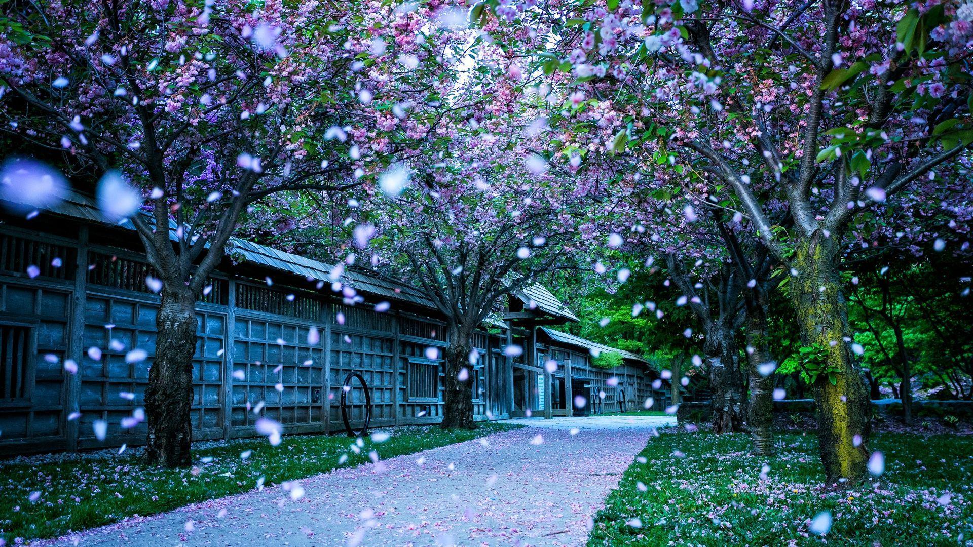1920x1080 Spring background free download
