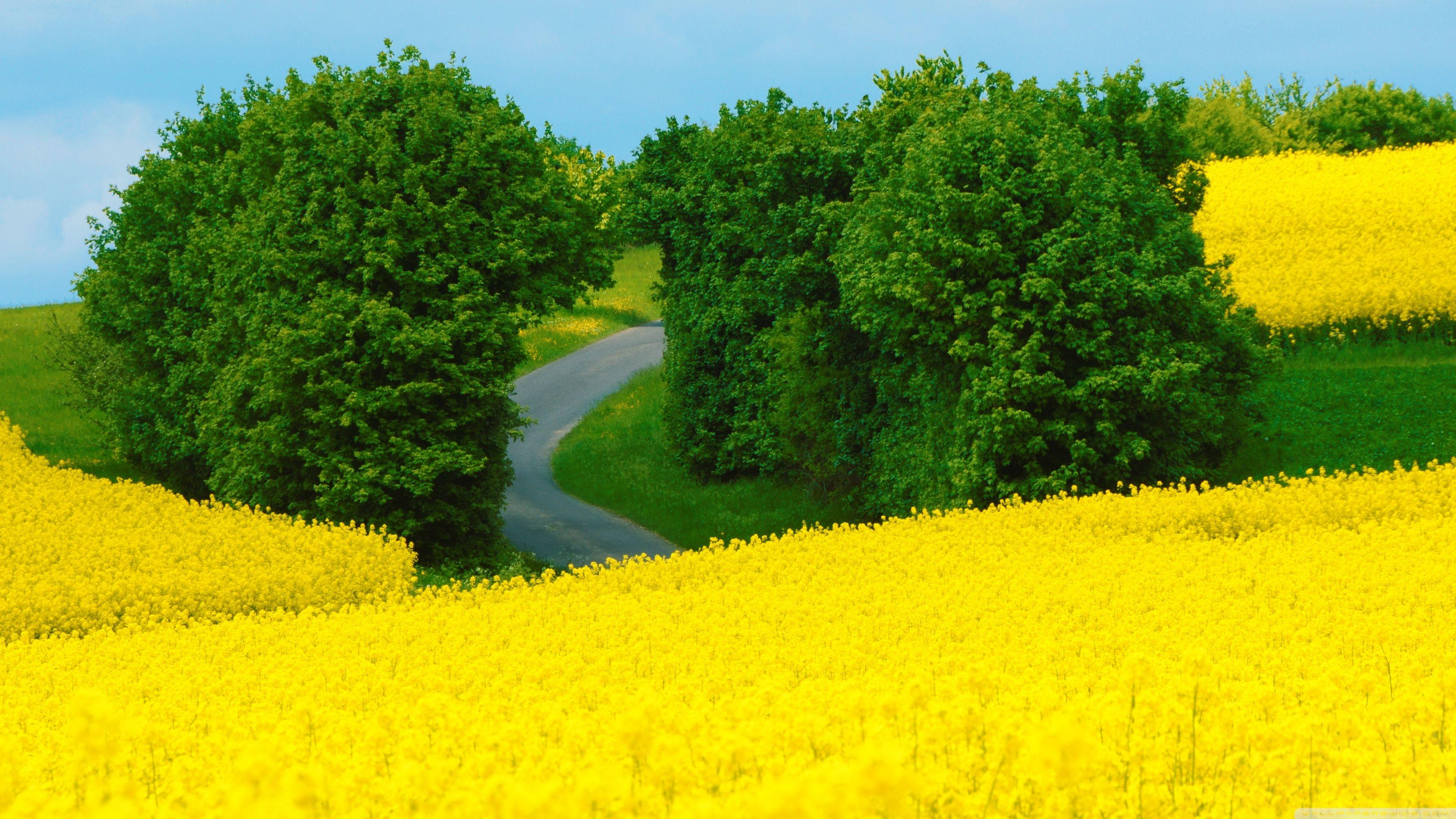 3554x1999 Beautiful Spring Landscape ❤ 4K HD Desktop Wallpaper for 4K