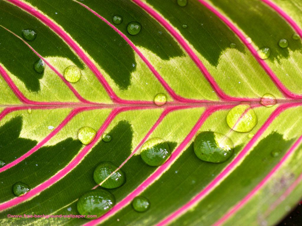 1024x768 Wet Tropical Leaf Pattern Tree Desktop Wallpaper