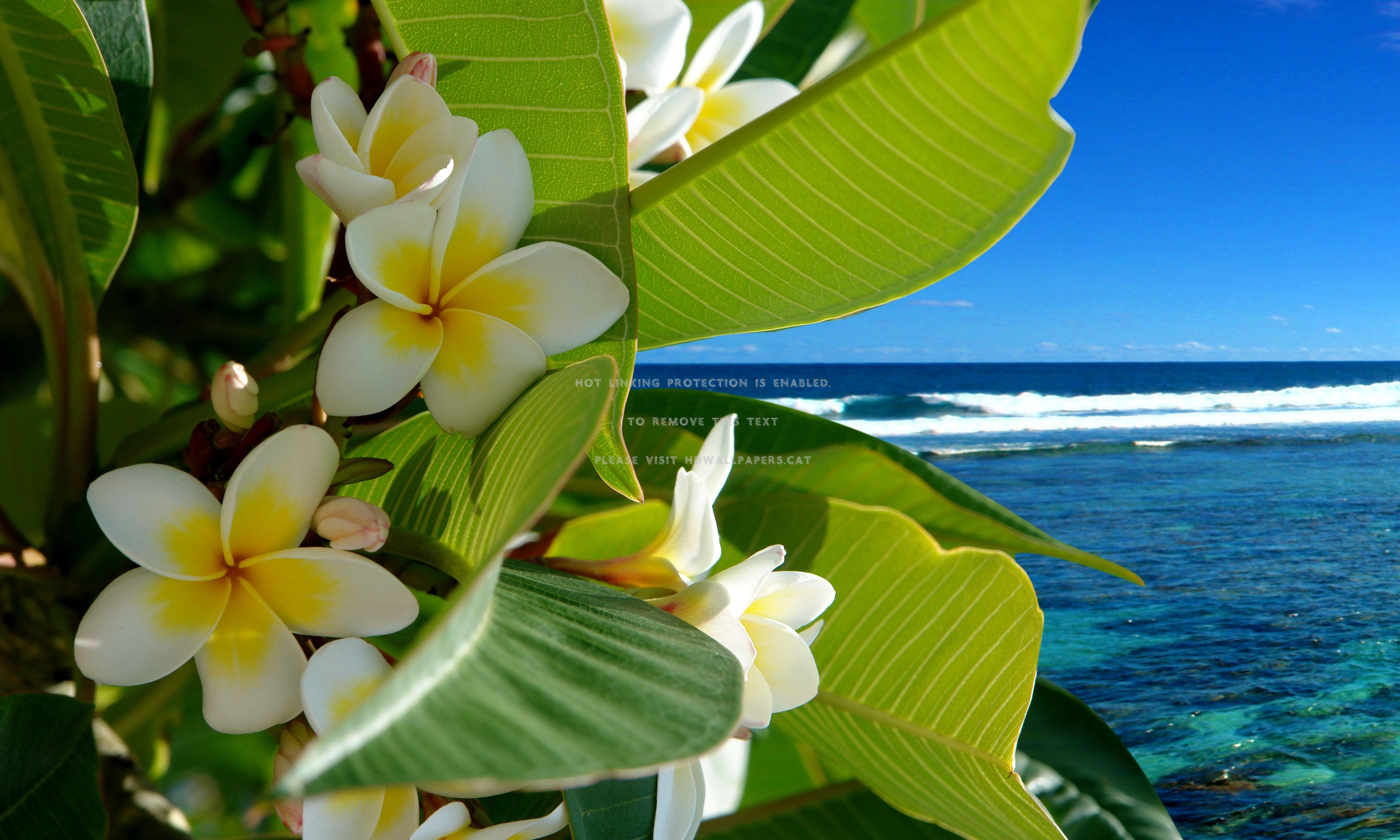 Tropical Flower Desktop Wallpapers - Top Free Tropical Flower Desktop ...