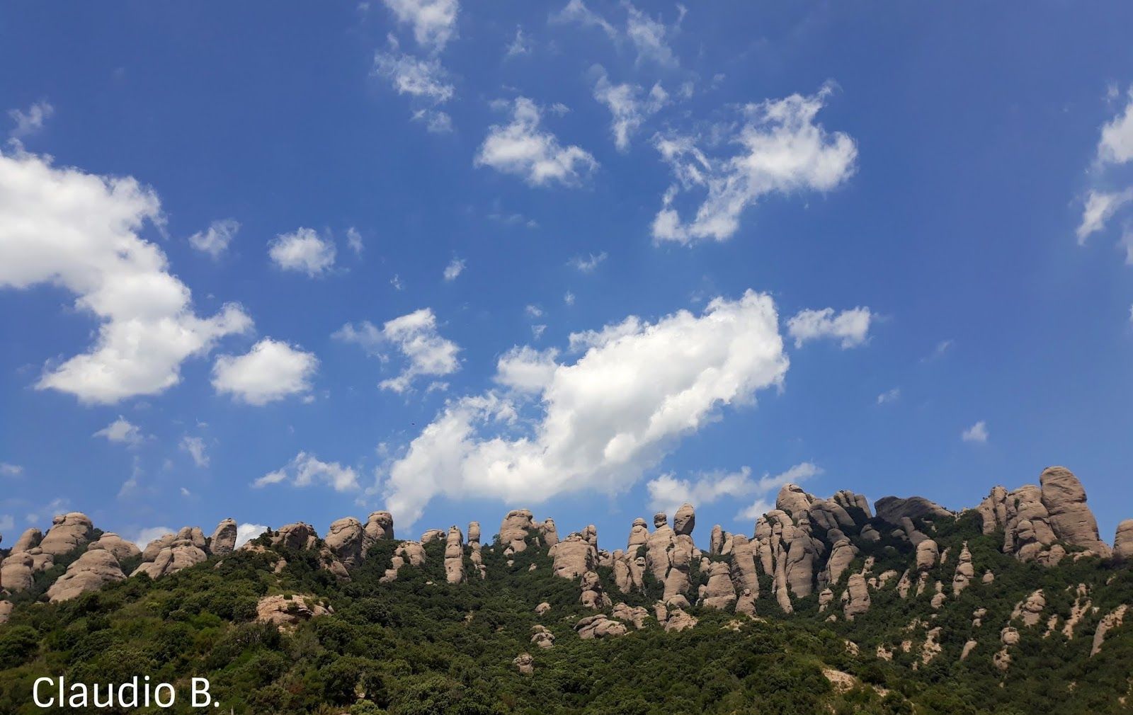 1600x1010 rock plants, botanical treasures