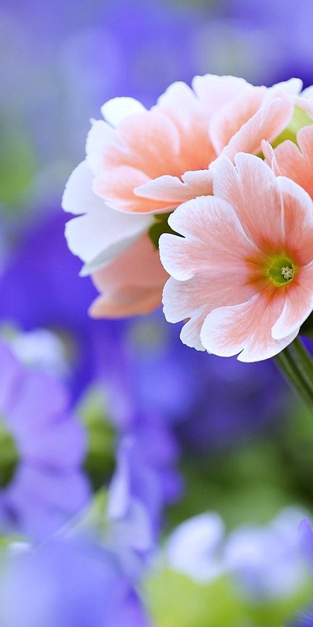 1080x2160 Beautiful Flowers Wallpaper [1080x2160]