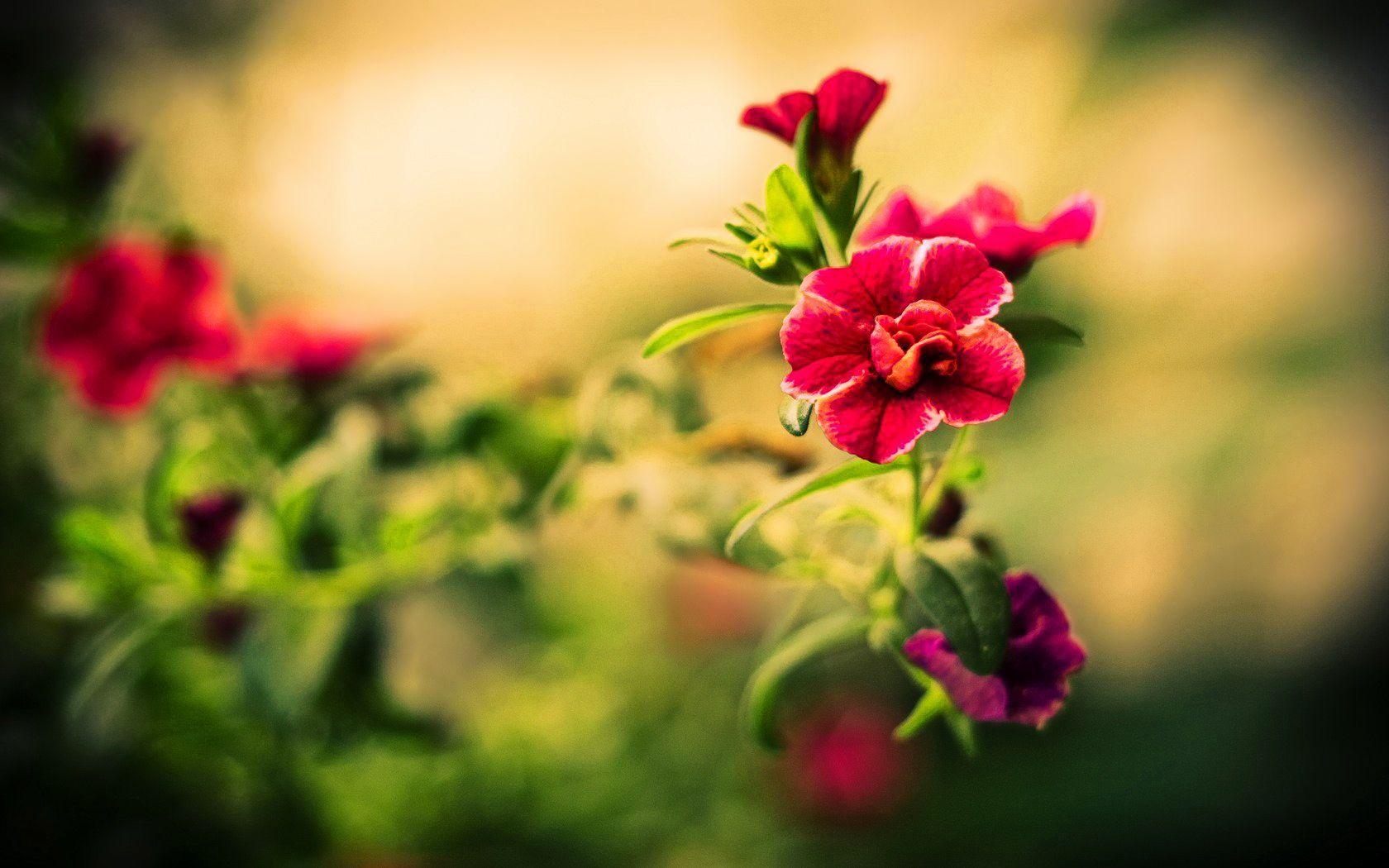 Beautiful Flowers Wallpapers Top Free Beautiful Flowers