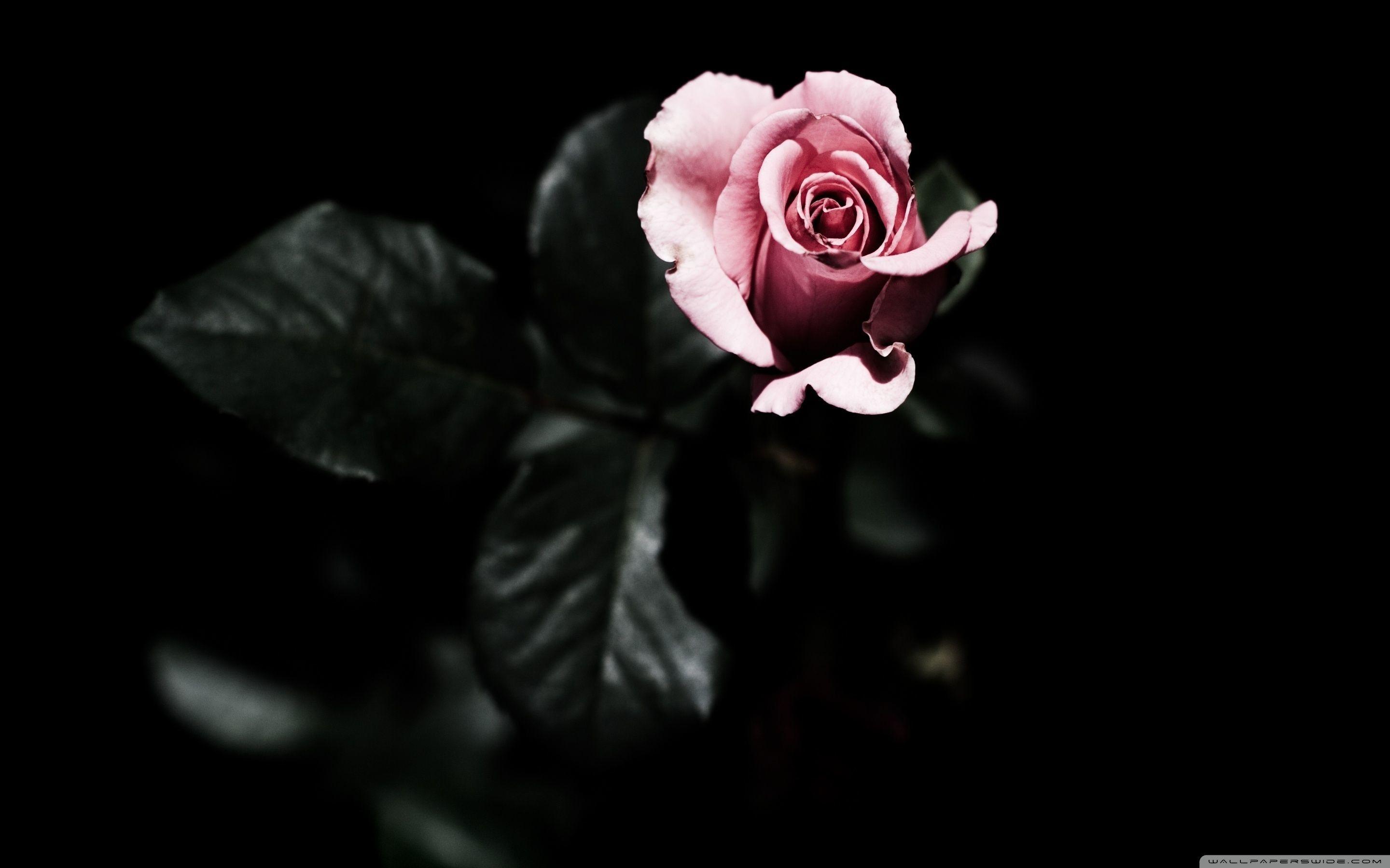 2880x1800 Black Roses Wallpaper