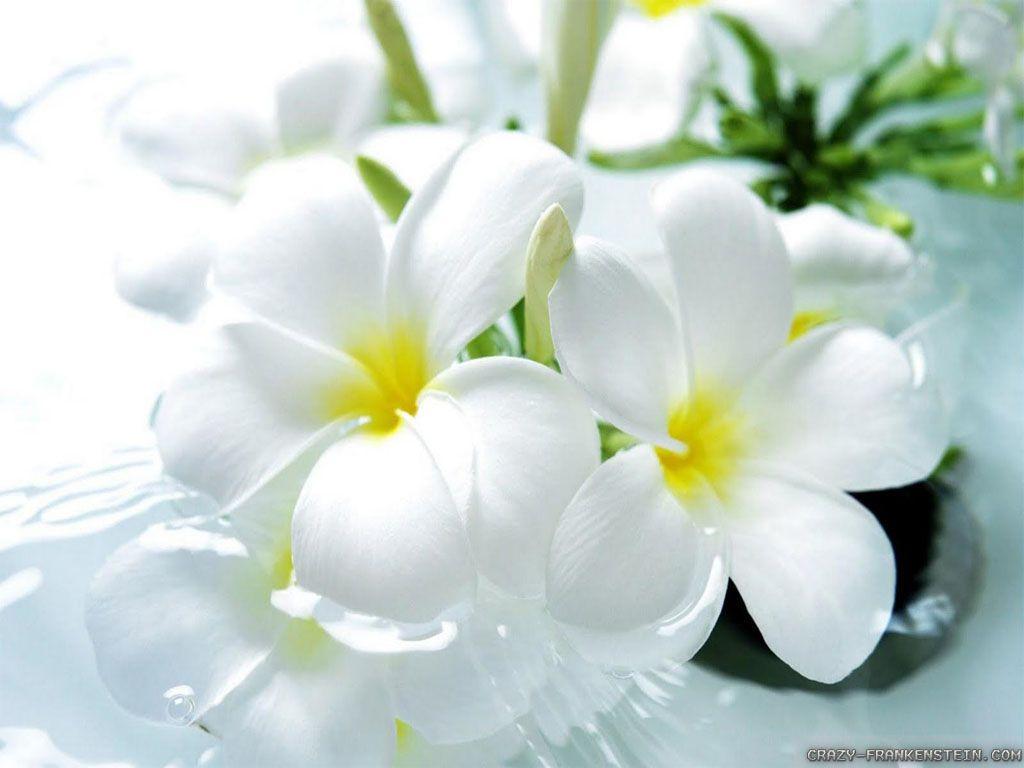 1024x768 Beautiful Flowers Wallpaper, Wallpaper Download