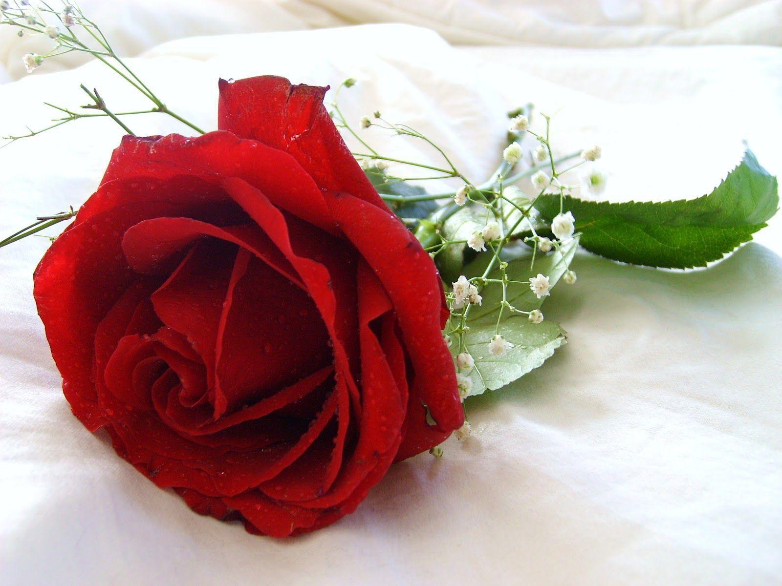 1600x1200 Picture Of Beautiful Flowers Wallpaper