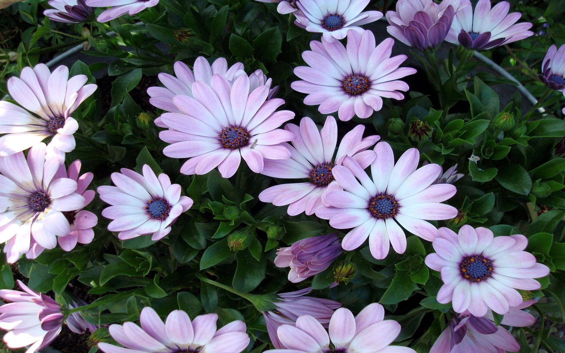 1920x1200 Beautiful Flowers Wallpaper Flowers Nature Wallpaper in jpg