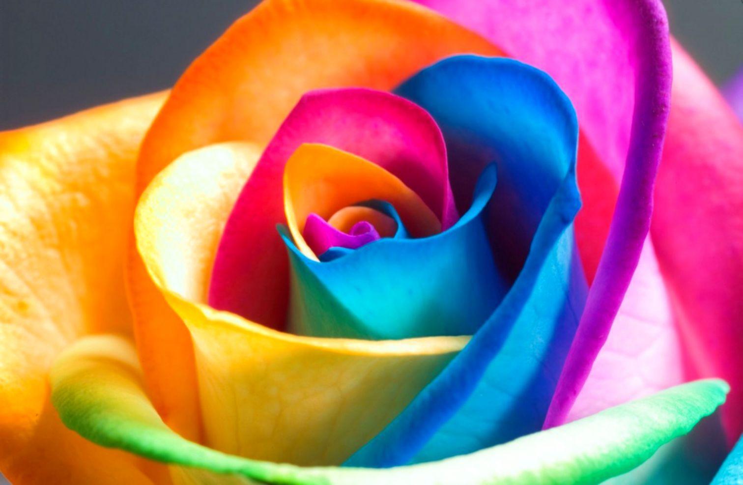 1512x987 Beautiful Flowers Wallpaper Roses