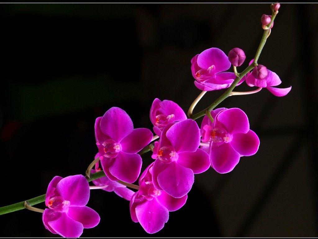 1024x768 Beautiful Flowers Picture wallpaperx768