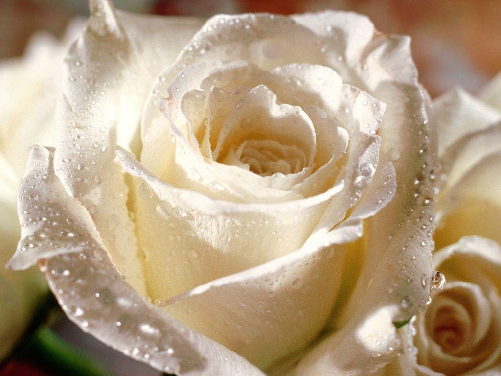 1024x768 Beautiful Flower Wallpaper Evening White Roses