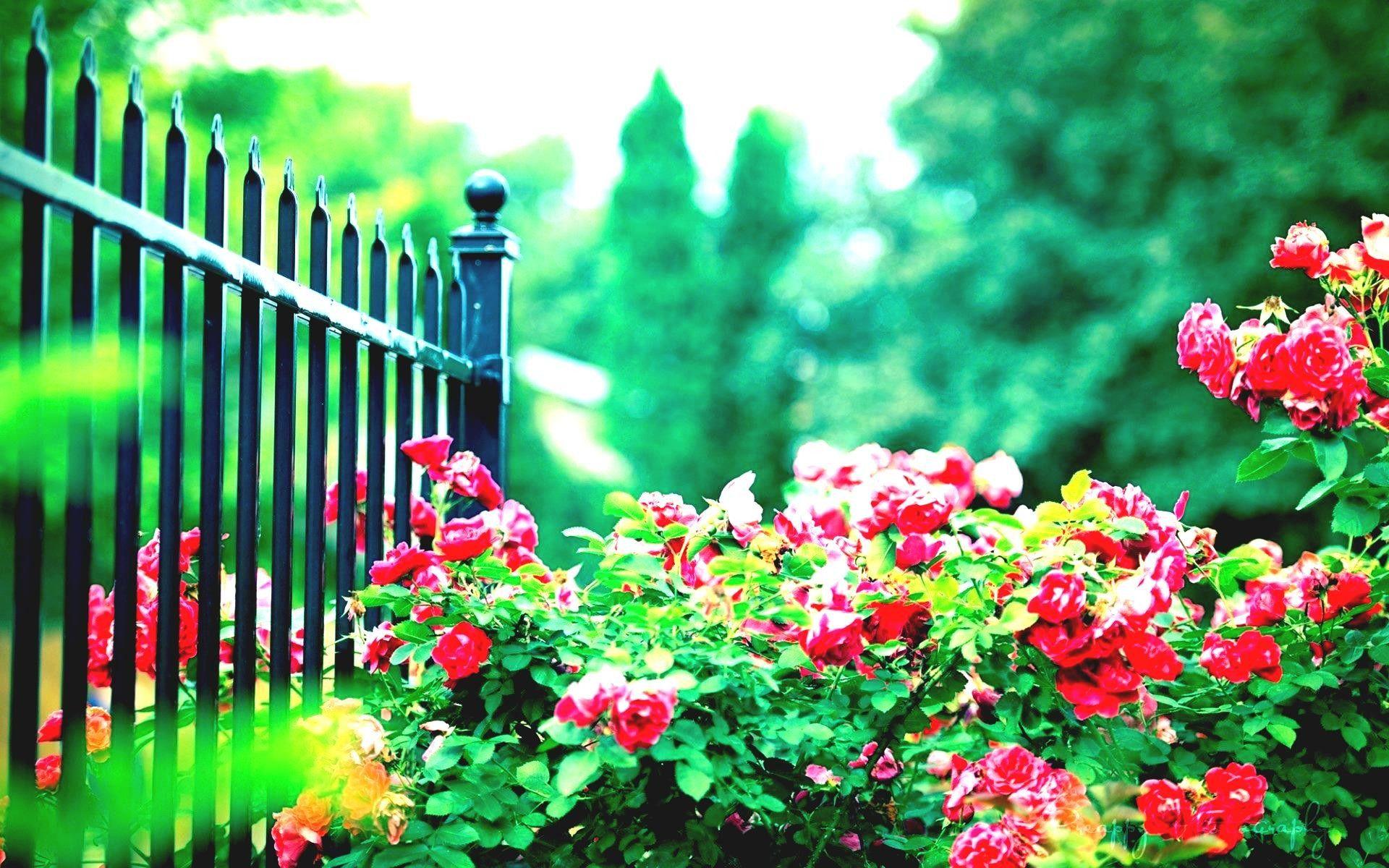 HD Garden Wallpapers - Top Free HD Garden Backgrounds - WallpaperAccess