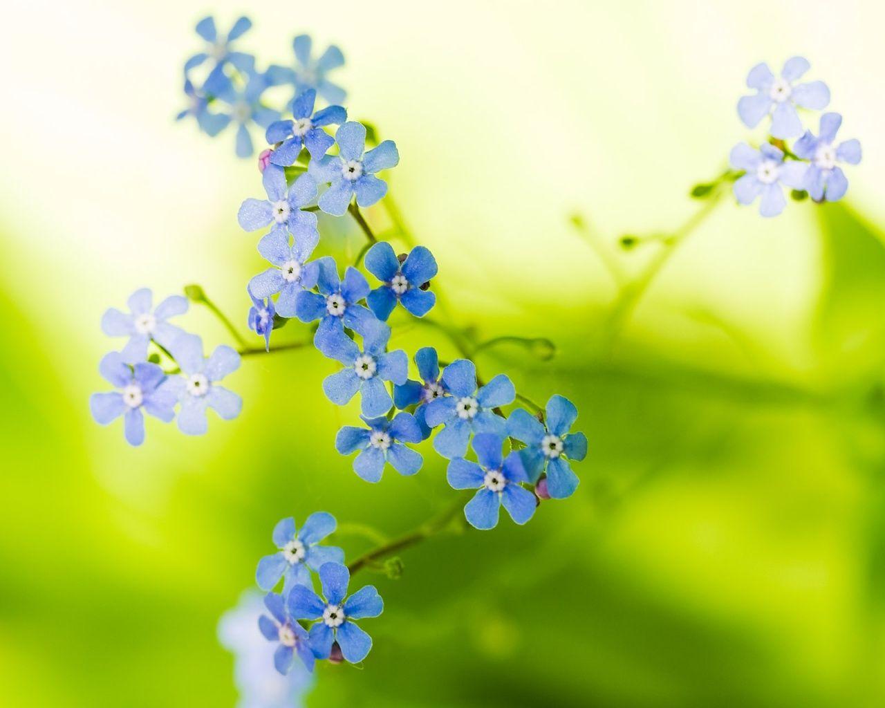 1280x1024 Green Beautiful Flowers Wallpaper in jpg format for free