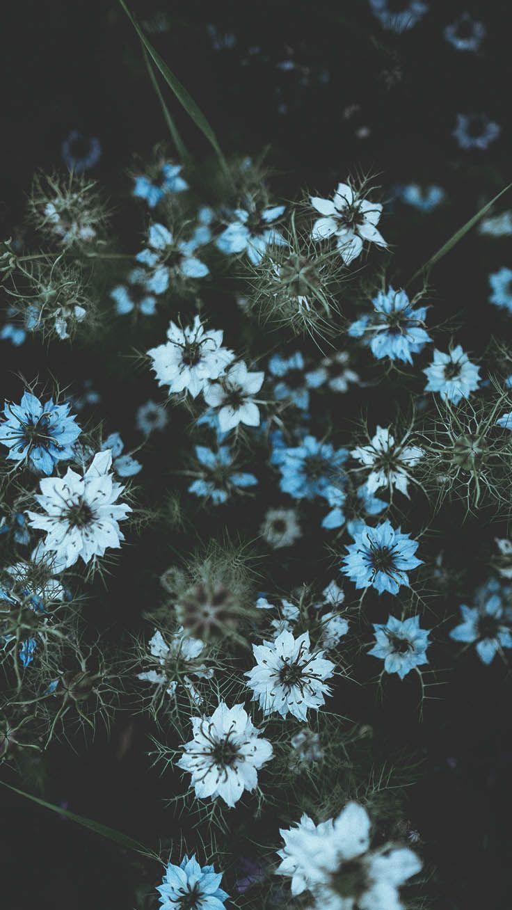 Blue Flowers Wallpapers  Wallpaper Cave
