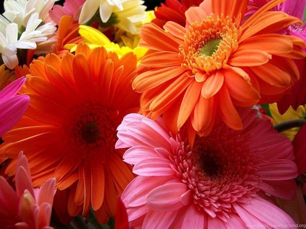1024x768 Beautiful Flowers Wallpaper For PC : PC Wallpaper Desktop