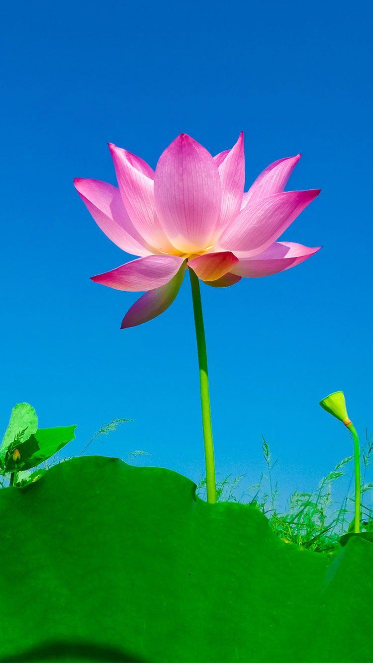 750x1334 Best iPhone 6S & 7 HD Wallpaper / Background