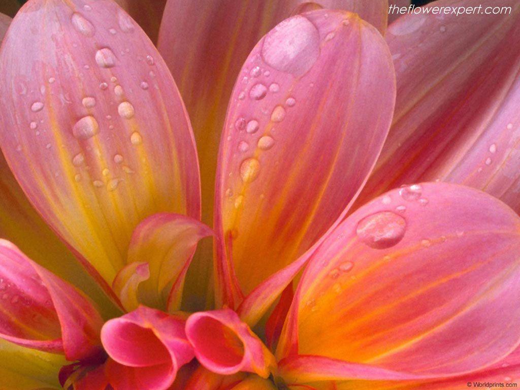 1024x768 Wallpaper Of Flower