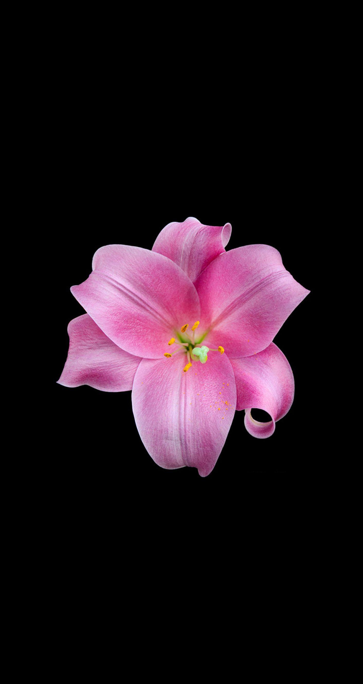 1412x2662 Floral Wallpaper iPhone