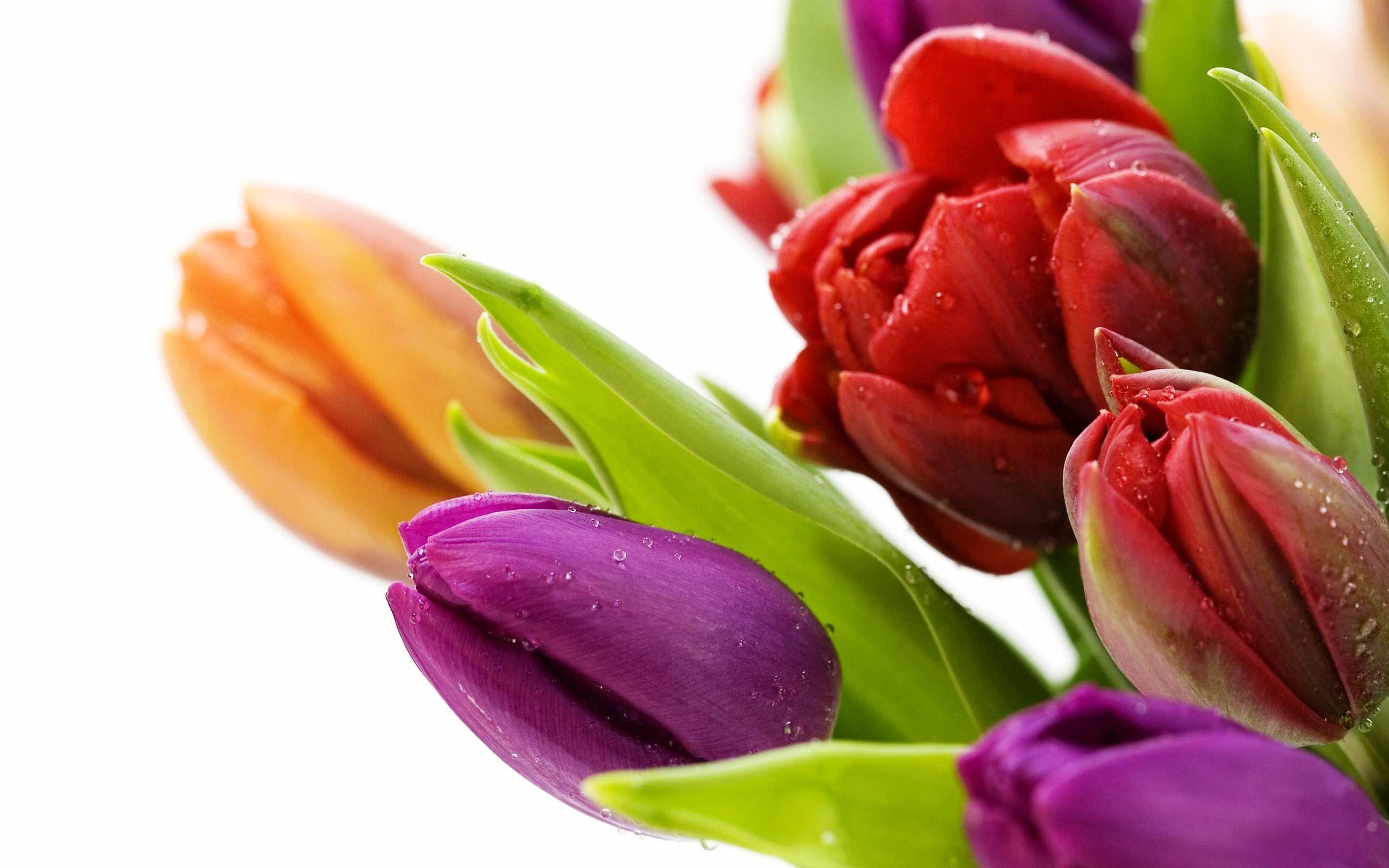 2560x1600 Beautiful Flowers Wallpaper