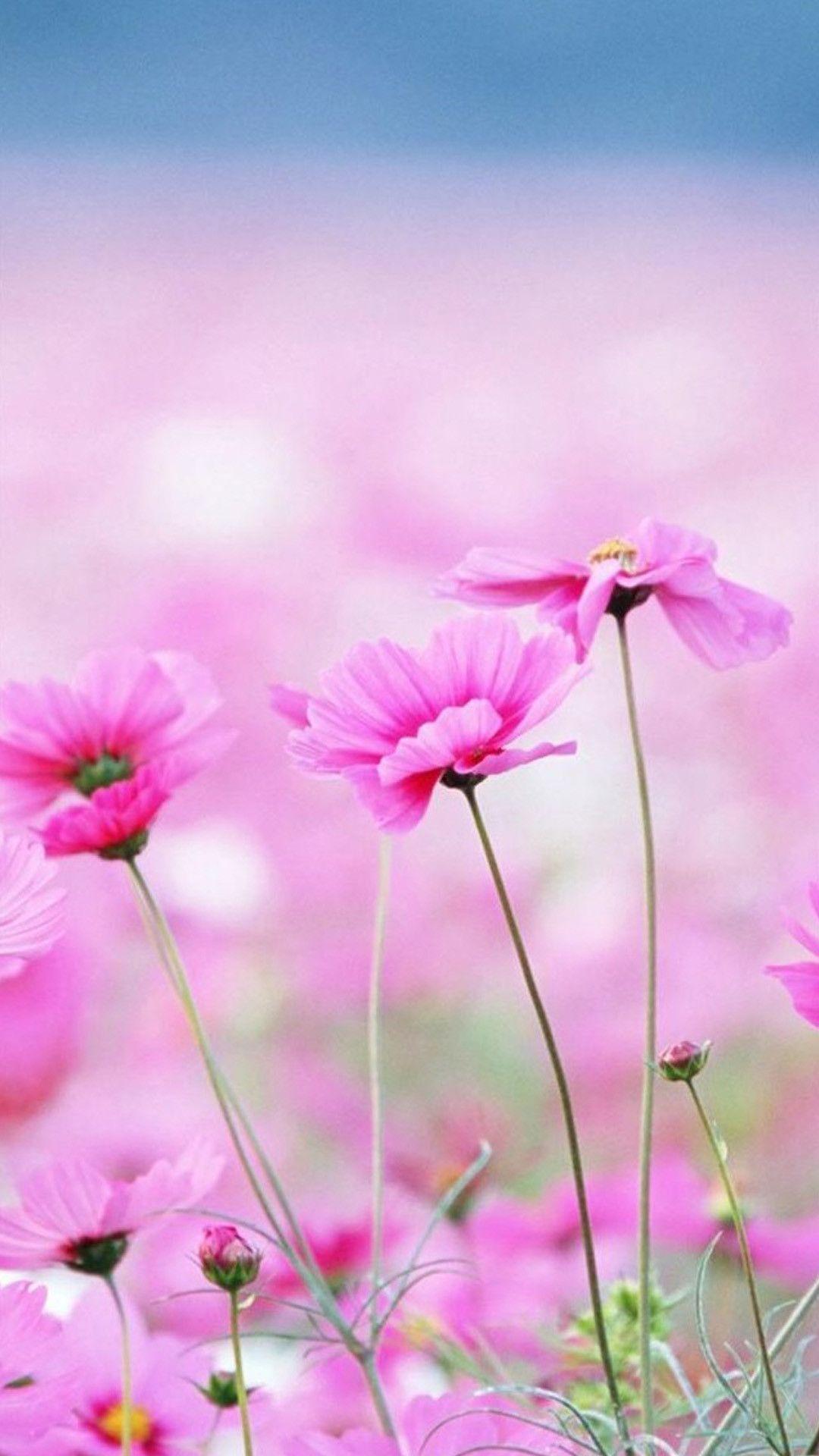 1080x1920 Flower Wallpaper iPhone