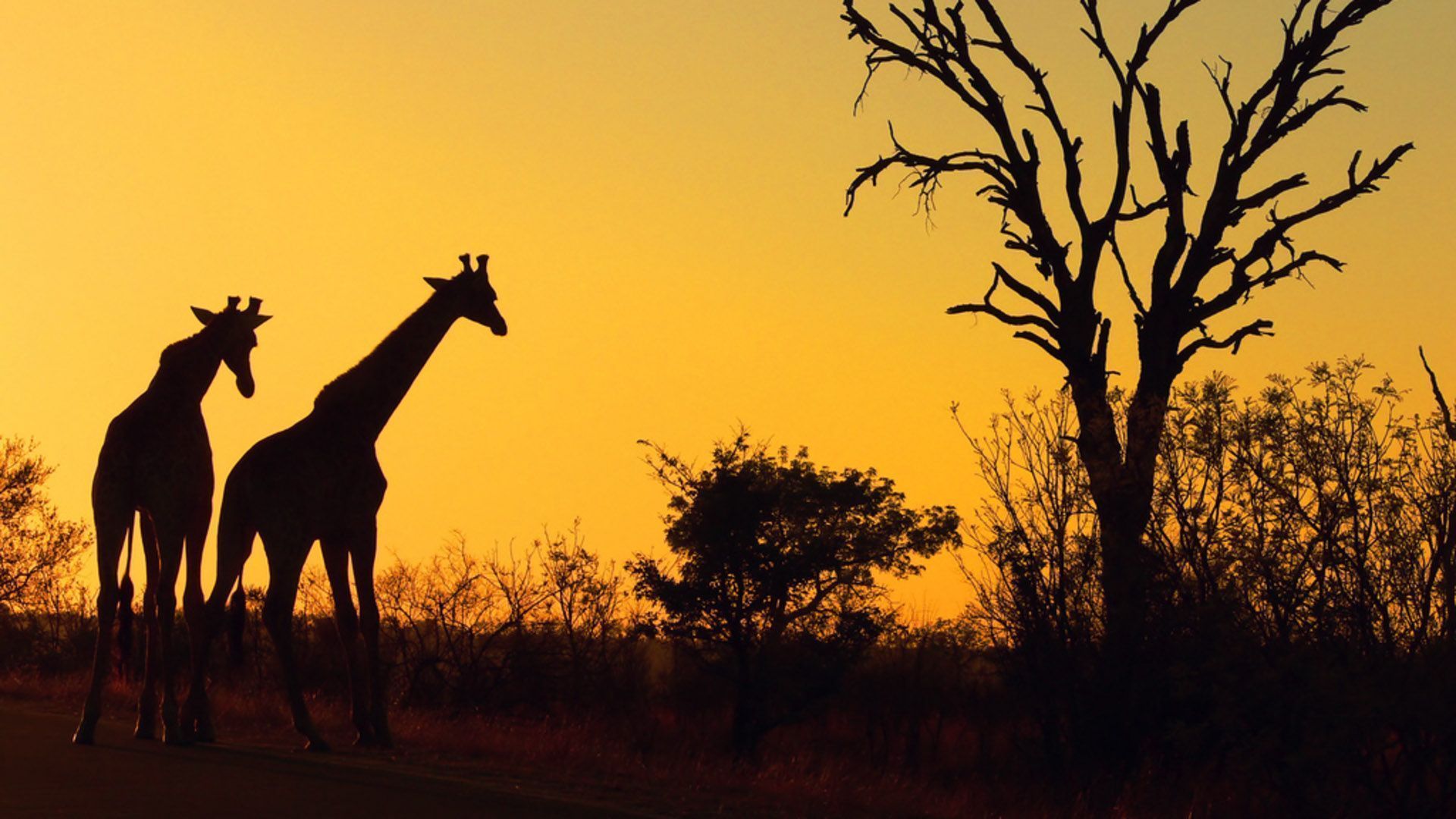 1920x1080 Safari Wallpaper