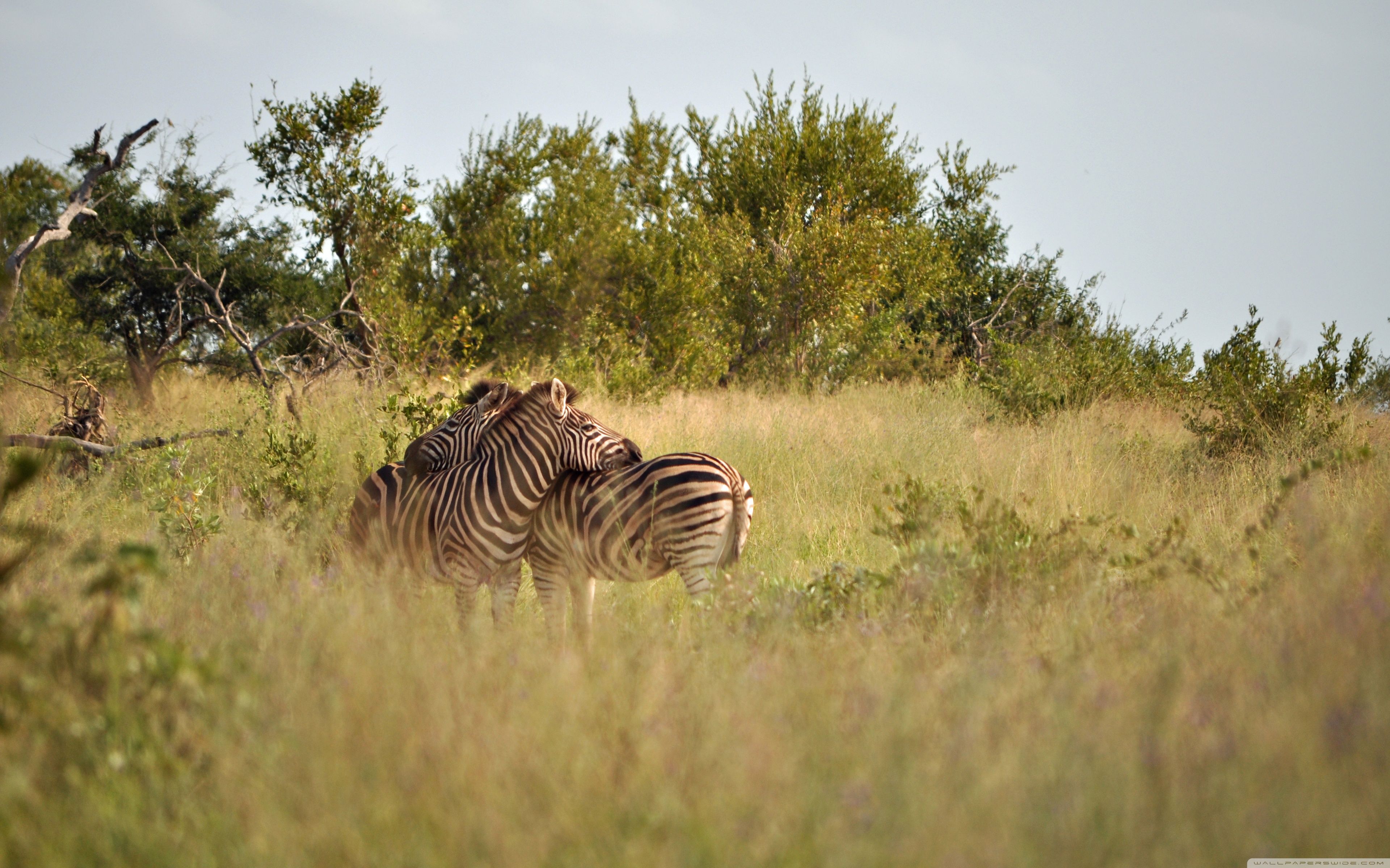 3840x2400 Kruger National Park Ultra HD Desktop
