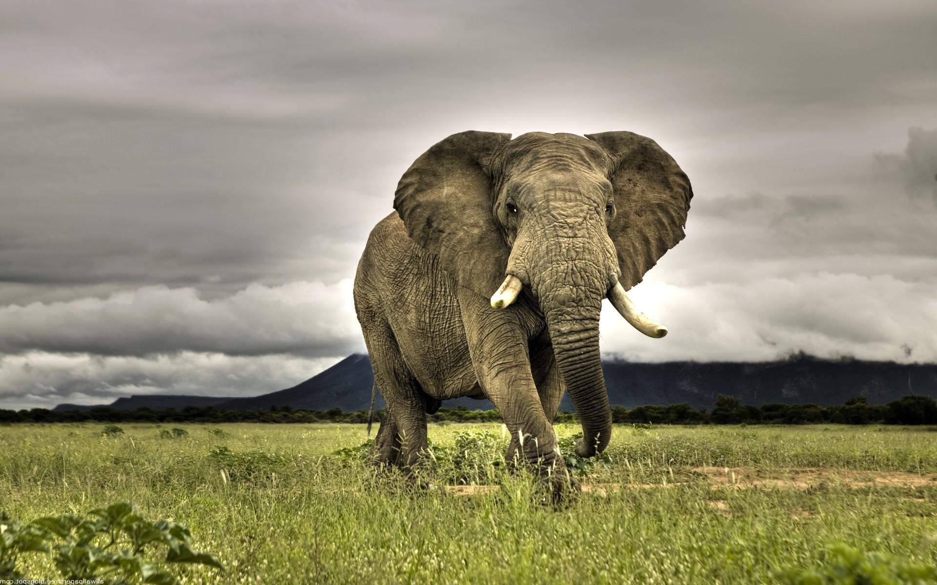 1920x1200 African elephant, Kruger National
