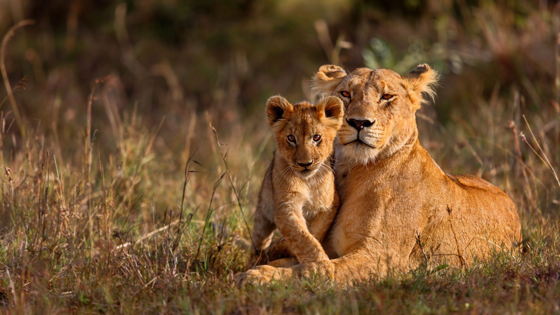 1920x1080 Kruger National Park. Best Big Five
