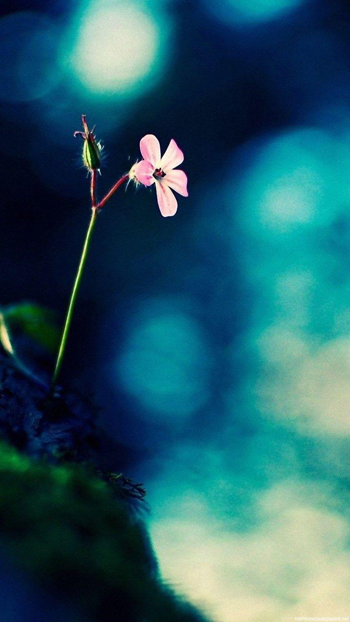 720x1280 Flower iPhone 6 Wallpaper HD And Flower 6 Plus Wallpaper